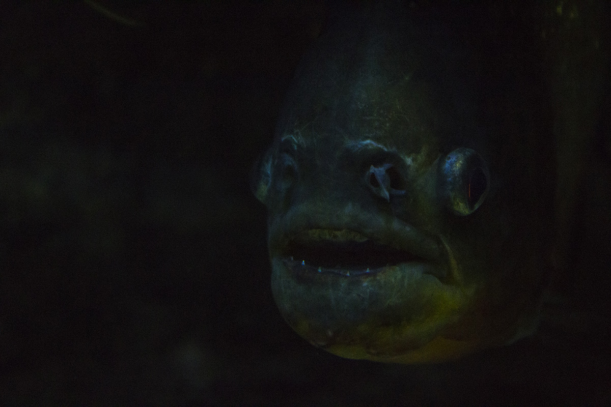 A piranha in dark water