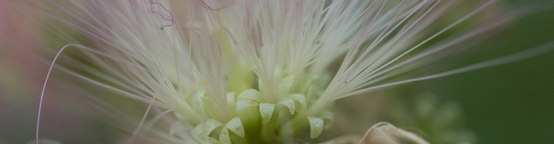 Close-up view of threadlike flowers