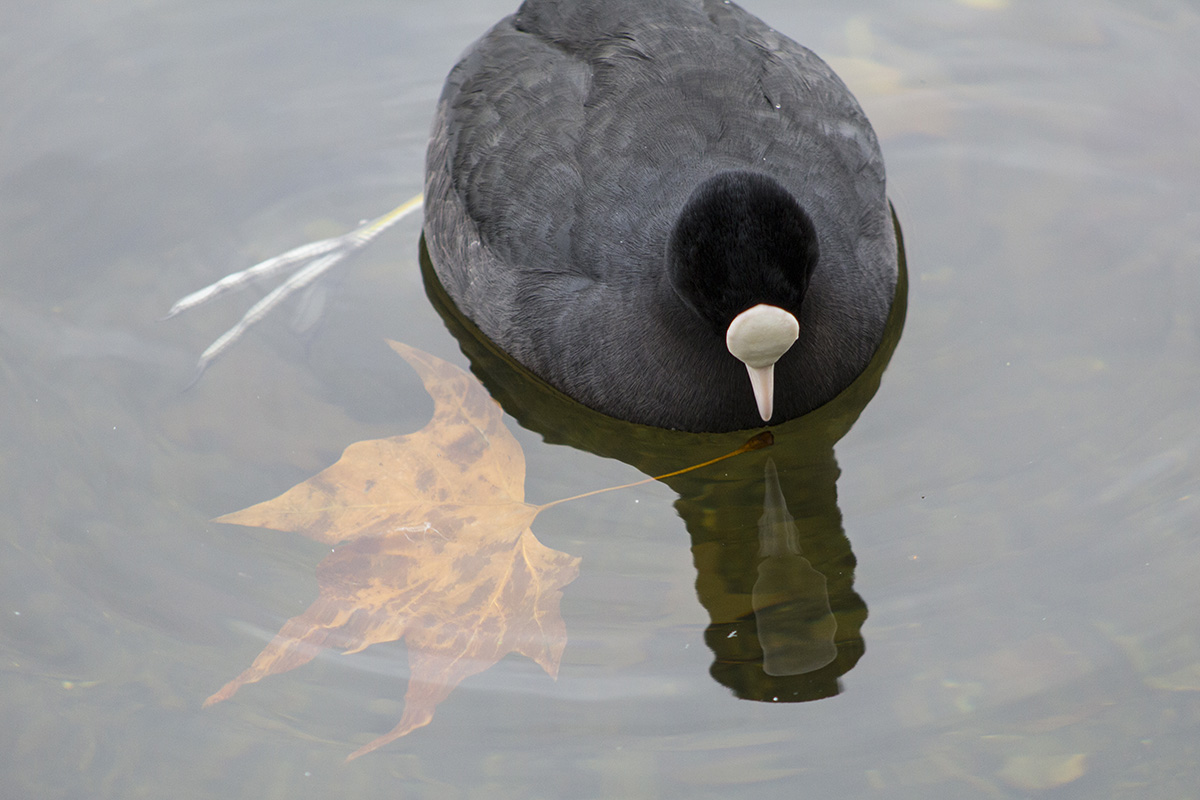 A bird in the water looking at its reflection